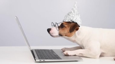Folyo şapkalı ve gözlüklü Jack Russell Terrier bir dizüstü bilgisayarda çalışıyor.. 