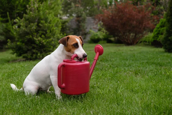 Cane Jack Russell Terrier si trova sul prato e tiene un annaffiatoio — Foto Stock