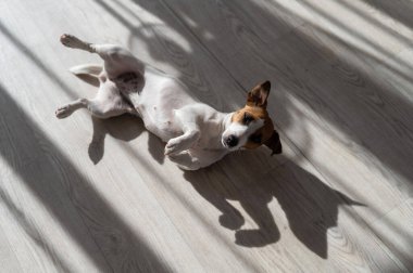Jack Russell teriyer köpeği ahşap zeminde. Perdelerin ve vantilatörün gölgesi