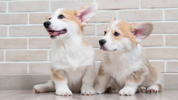 Two cute red pembroke corgi puppies are sitting near a brick wall. — Stock Photo, Image
