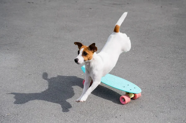 The dog rides a penny board outdoors. Jack russell terrier performing tricks on a skateboard — Stock Photo, Image