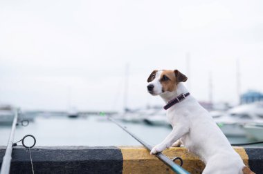 Jack Russell Terrier köpeği limanın yanında elinde olta ile oturuyor.. 