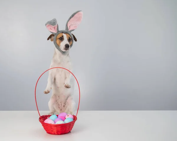 Cute jack russell terrier dog in a bunny rim next to a basket with painted easter eggs on a white background. — Stock Photo, Image