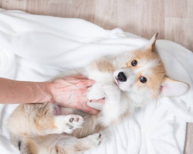 Kadın kırmızı Corgi köpeğini battaniyeye sarmış.. 
