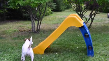 Jack Russell Terrier köpeği neşeyle bir plastik kaydırağa tırmanır..