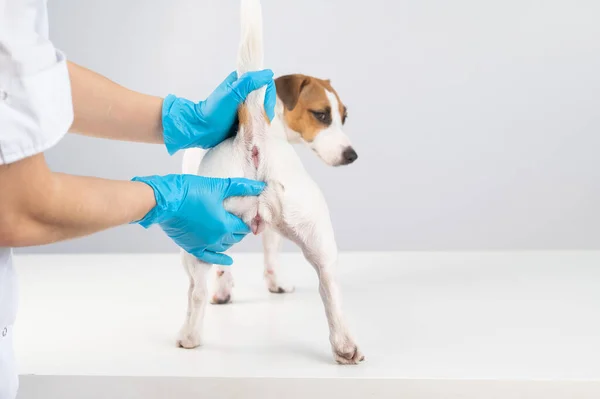 Veterinário fazendo um exame retal para um cão terrier jack russell. — Fotografia de Stock