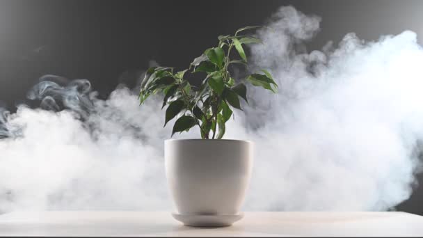 Fumée sur un ficus dans un pot sur un fond noir. — Video