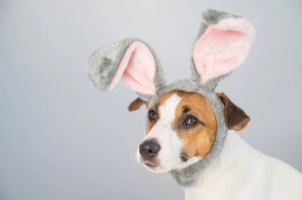 Portrait of a cute dog jack russell terrier in a bunny headband on a white background.