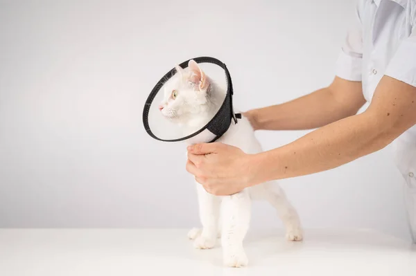 Il veterinario ha messo un collare cono di plastica sul gatto dopo l'intervento chirurgico. — Foto Stock