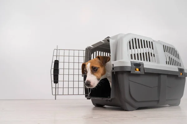 Jack Russell Terrier perro asomándose fuera de la jaula de viaje. — Foto de Stock