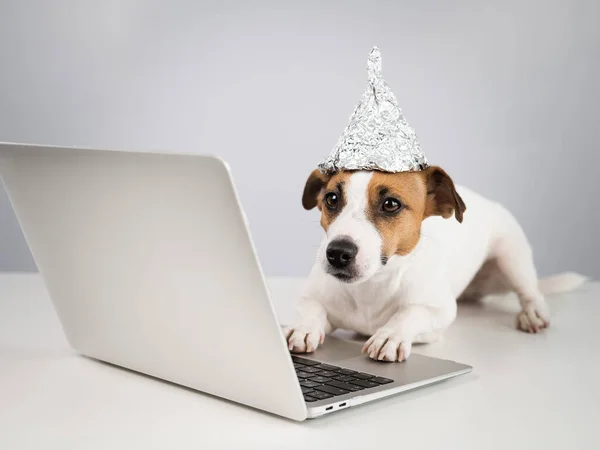 Jack Russell Terrier cane in un cappello di carta stagnola lavora a un computer portatile. — Foto Stock
