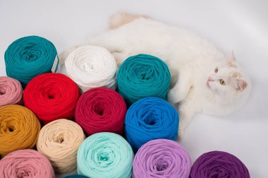 Pamuklu bir kedinin çok renkli pamuk kediler arasındaki yakın çekimi.