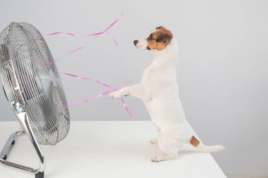 Jack Russell Terrier köpeği beyaz arka planda elektrikli vantilatörün serinletici esintisinin tadını çıkarıyor..
