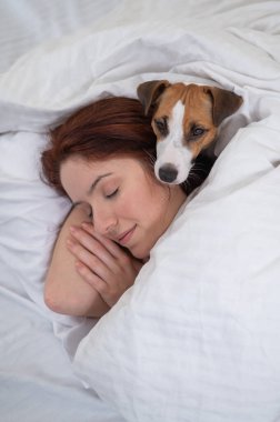 Jack Russell Terrier köpeği yatağında sahibine sarılıyor.. 