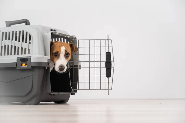 Jack Russell Terrier pies zerka z klatki podróżnej. — Zdjęcie stockowe