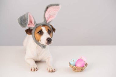 Beyaz arka planda boyalı yumurta sepeti olan tavşan kostümlü komik köpek Jack Russell Terrier. Katolik Paskalya sembolü