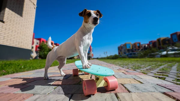 Jack Russell terrier cane cavalca uno skateboard all'aperto in una calda giornata estiva. — Foto Stock