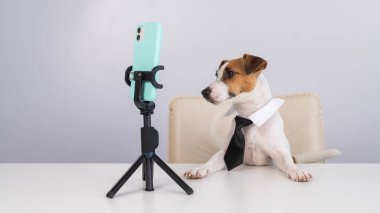 Kravatlı köpek Jack Russell Terrier masaüstü yayınlarında akıllı telefondan canlı yayında oturuyor.. 