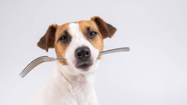 Beyaz arka planda ağzında çatal tutan köpek Jack Russell Terrier 'ın yakın plan portresi. Boşluğu kopyala. 