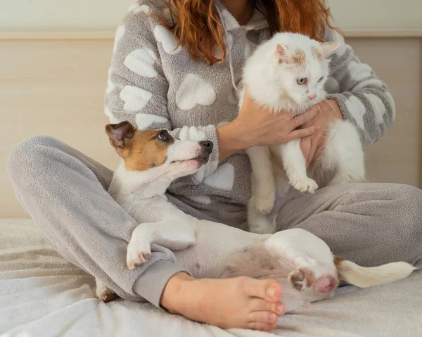 하얀 솜털 고양이와 잭 러셀 테리어 개를 들고 침대에 앉아 있는 백인 여성. 빨간 머리 여자 애가 애완 동물들 과 포옹하고 있어. — 스톡 사진