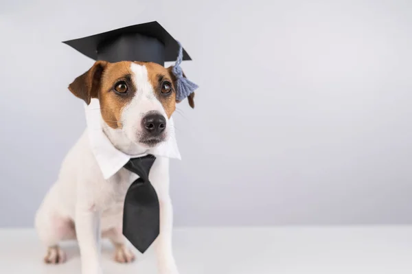 Jack Russell Terrier hond met stropdas en academische pet zit op een witte tafel. — Stockfoto