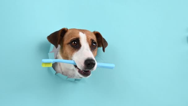 Dog jack russell terrier saindo de um buraco em um fundo azul papel e mantém uma escova de dentes. — Vídeo de Stock