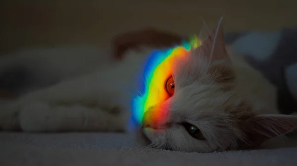 Un gatto bianco soffice giace in camera da letto con un arcobaleno sul viso. — Foto Stock