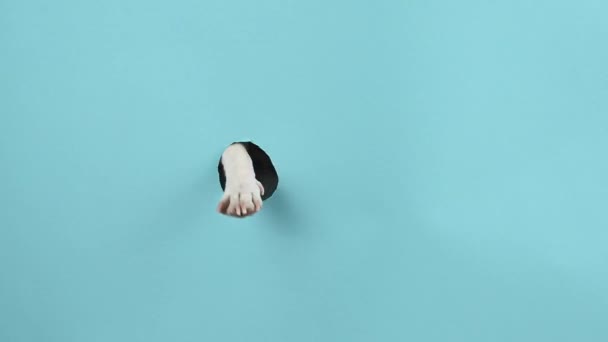 Hund tass sticker ut ur ett hål i ett papper blå bakgrund. — Stockvideo