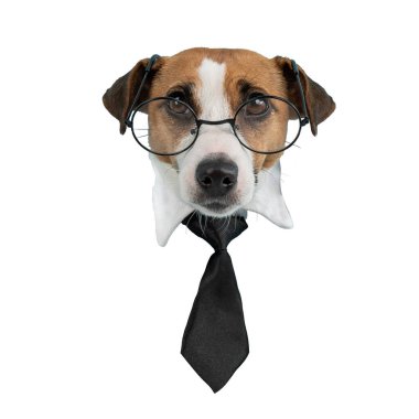 Beyaz arka planda gözlüklü ve kravatlı Jack Russell Terrier köpeği ağzı. İzole et. 