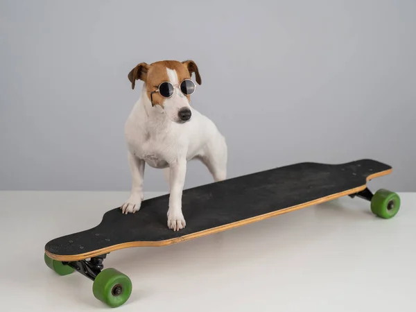 Jack Russell terrier dog em óculos de sol monta um longboard em um fundo branco. — Fotografia de Stock