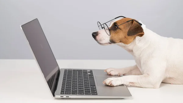 Portrait de chien Jack Russell terrier dans des lunettes au travail sur un ordinateur portable. — Photo