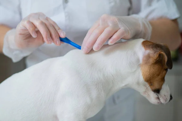 Um veterinário trata um cão de parasitas gotejando remédio na cernelha. — Fotografia de Stock