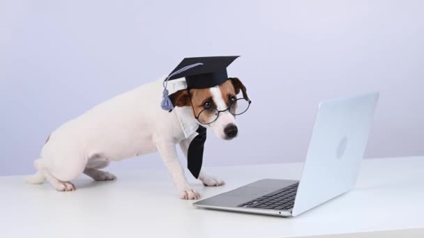 ジャック・ラッセル・テリア犬のネクタイと学術用の帽子は白い背景のラップトップで動作します. — ストック動画