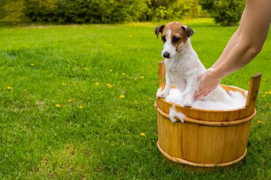Kadın köpeği Jack Russell Terrier 'ı dışarıda tahta bir küvette yıkıyor. Ev sahibesi evcil hayvanın banyo yapmasına yardım eder..