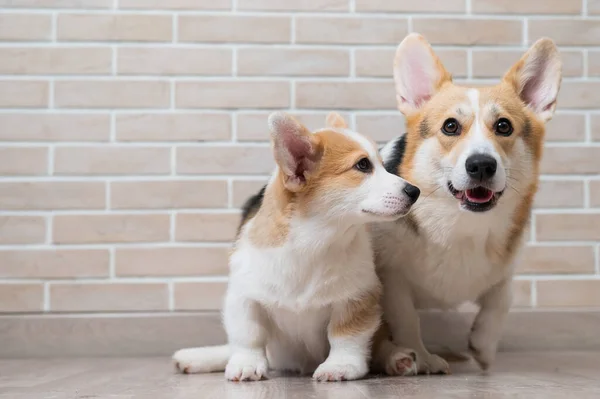 Pembroke corgi anya és kiskutya egy téglafal hátterében. Kutya család. — Stock Fotó