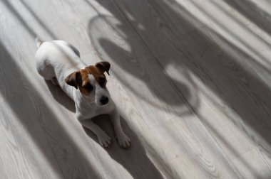 Jack Russell teriyer köpeği ahşap zeminde. Perdelerin ve vantilatörün gölgesi