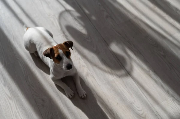 Jack Russell Perro terrier en el suelo de madera. Sombra de persianas y ventilador — Foto de Stock