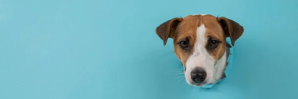 Grappige honden muilkorf van een gat in een papieren blauwe achtergrond. Breed scherm. — Stockfoto