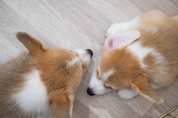 Carino gallese corgi cuccioli dormono sul pavimento. Vista dall'alto. — Foto Stock