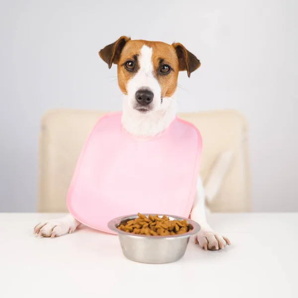 Pies Jack Russell Terrier przy stole w różowym śliniaczku. — Zdjęcie stockowe