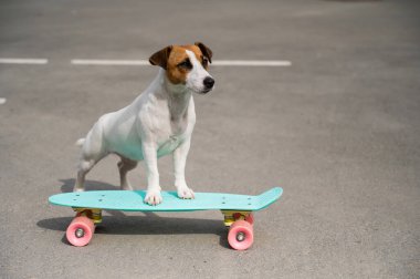Köpek dışarıda bir peni tahtasına biniyor. Jack Russell Terrier kaykay üzerinde numaralar yapıyor.