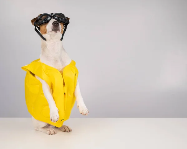 Portrait of jack russell terrier dog in life jacket and goggles for snorkeling on white background. — Stock Photo, Image