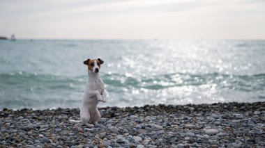 Jack Russell Terrier deniz kenarındaki çakıl taşı plajında bir köpek.. 