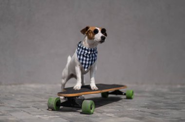 Güneş gözlüğü takmış Jack Russell Terrier köpeği ve damalı bir bandana uzun tahta sürüyor.. 