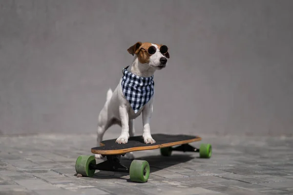 Jack Russell Terrier pies ubrany w okulary przeciwsłoneczne i w kratkę bandana jeździ longboard. — Zdjęcie stockowe