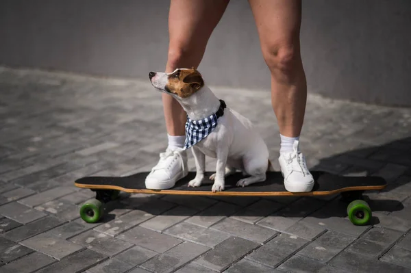 Mulher caucasiana montando um longboard junto com cão jack russell terrier. — Fotografia de Stock