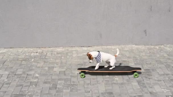 Jack Russell Terrier câine de echitatie un lung bord. — Videoclip de stoc