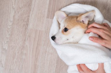 Kadın kırmızı Corgi köpeğini battaniyeye sarmış.. 