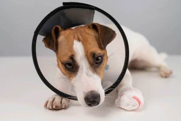 Jack Russell Terrier chien avec une patte bandée dans un collier de cône. — Photo