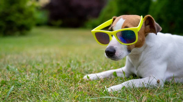 Jack Russell cão terrier em óculos de sol na grama verde. Conceito férias de verão. — Fotografia de Stock